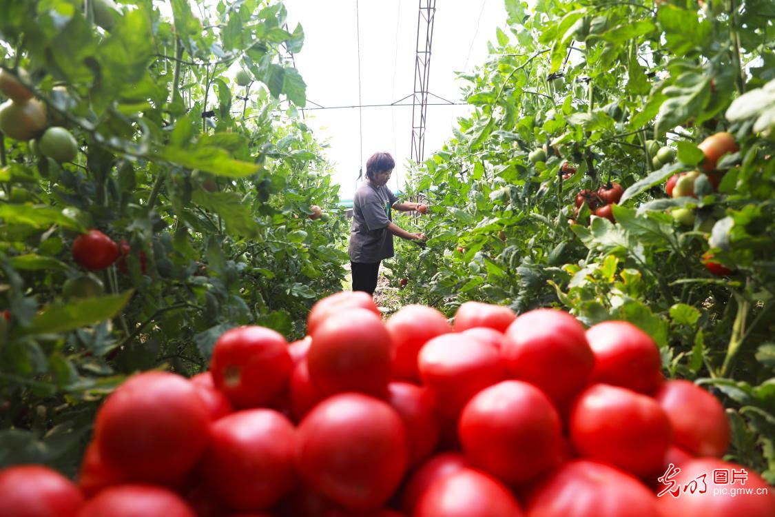 Farmers picking fresh fruit in N China's Hebei Province