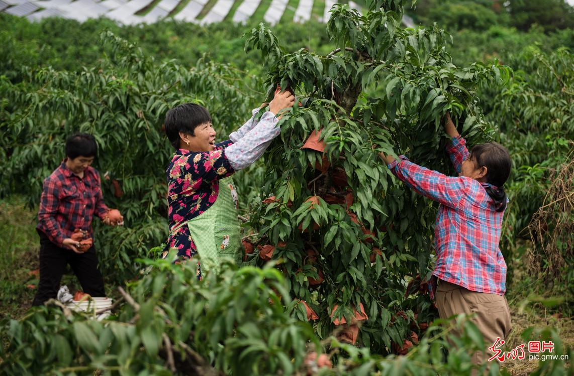 Yellow peaches grown in E China's Anhui sold well across the country