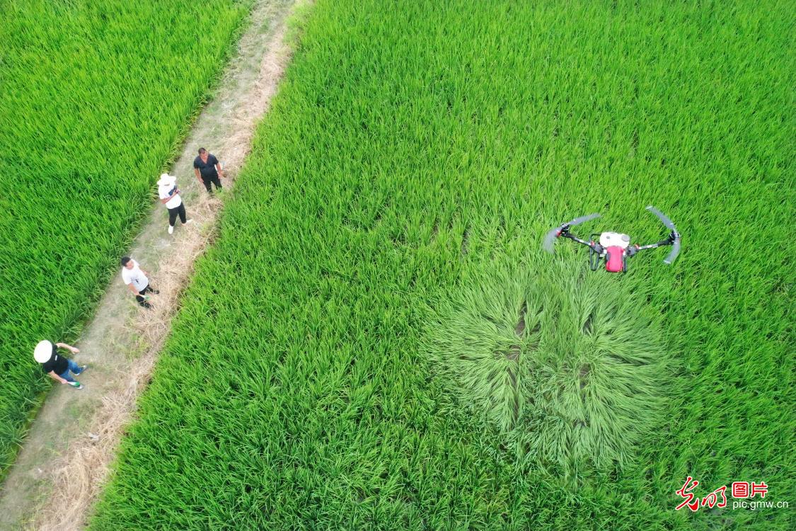 Pest reduction ensured with the help of agricultural machine in E China's Jiangxi Province