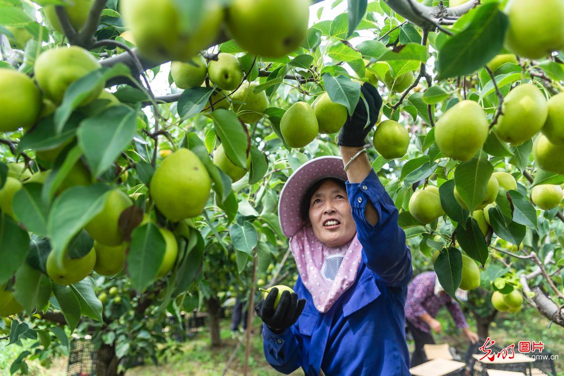 Farmers enjoy a good harvest of pear in N China's Shanxi Province