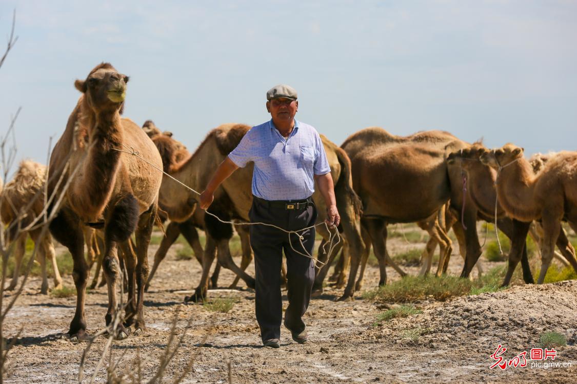Xinjiang promotes characteristic camel breeding for rural revitalization