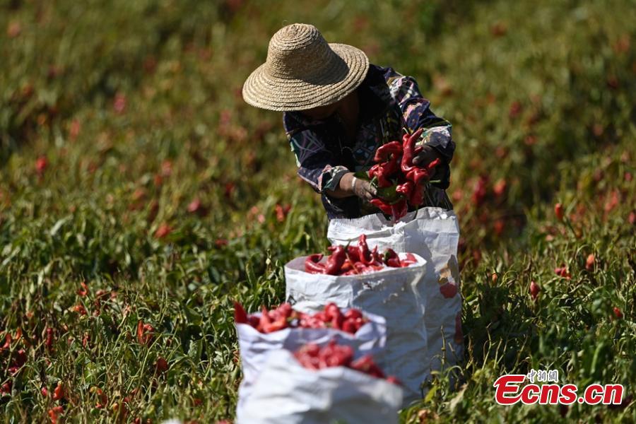 Chili peppers grown China's Xinjiang welcome drying season