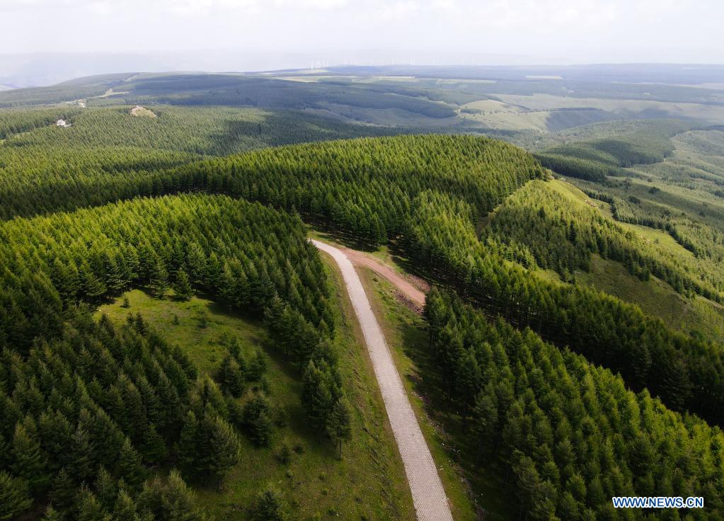 In pics: Saihanba forest farm in Hebei