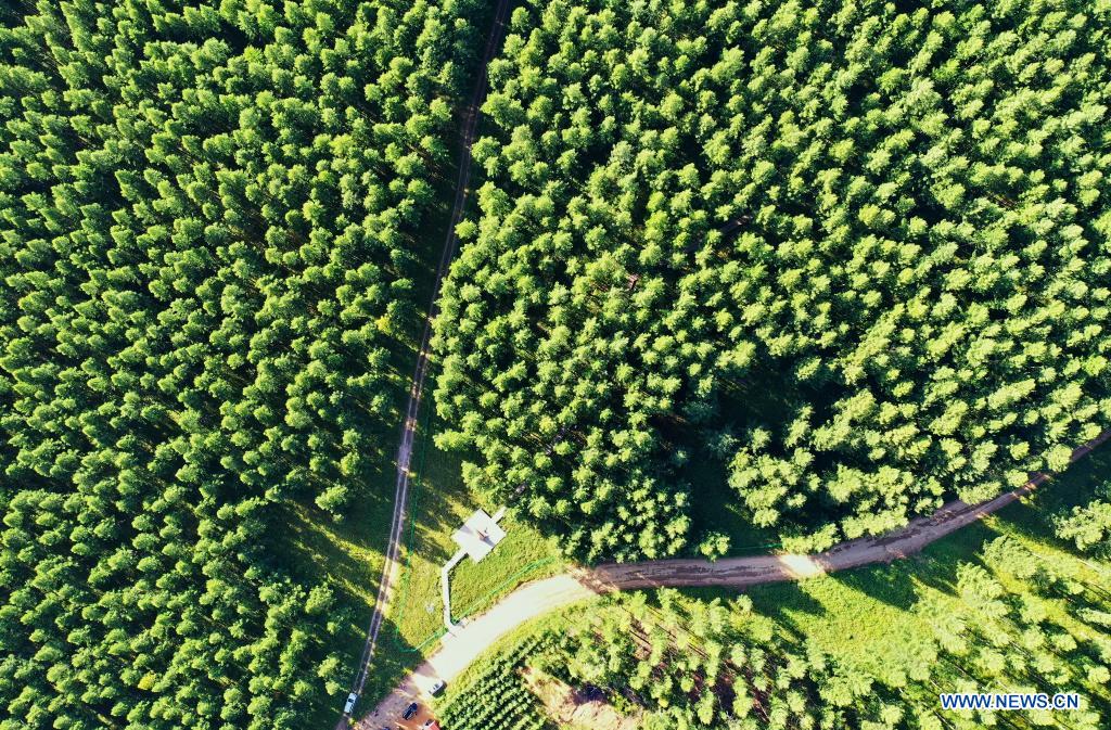 In pics: Saihanba forest farm in Hebei