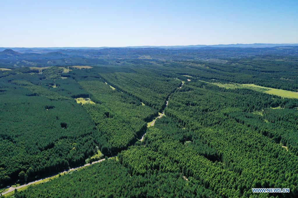 In pics: Saihanba forest farm in Hebei