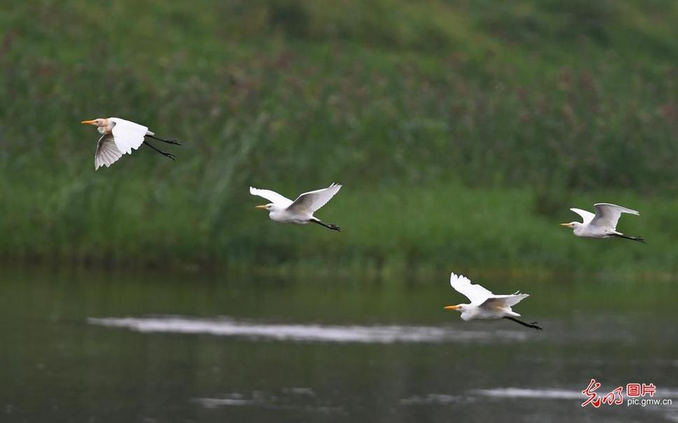 Egrets seen in E China's Shandong