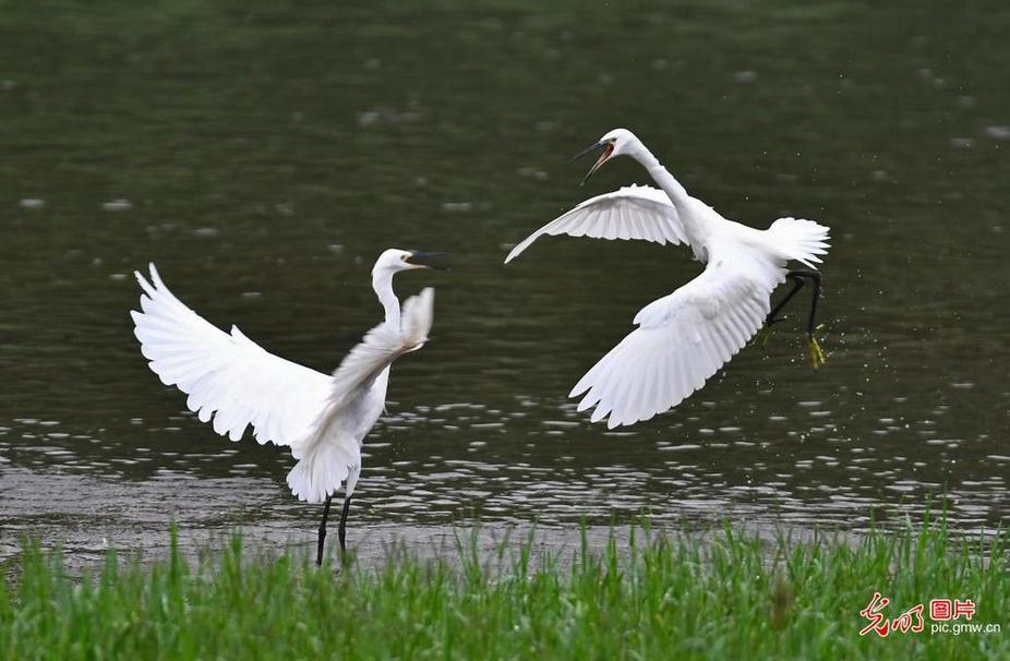 Egrets seen in E China's Shandong