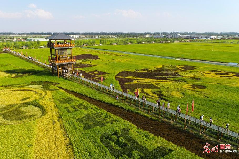 Travelers attracted by golden fields in in NW China's Ningxia