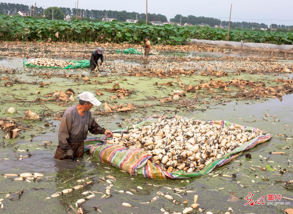 Farmers busy harvesting lotus roots in E China’s Jiangsu