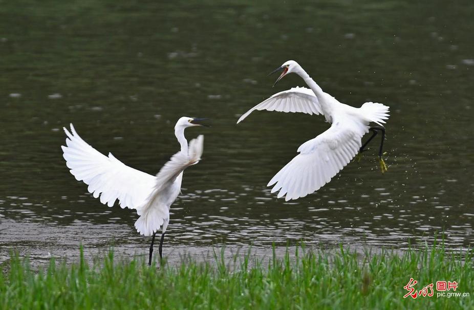 Egrets seen in E China’s Shandong Province