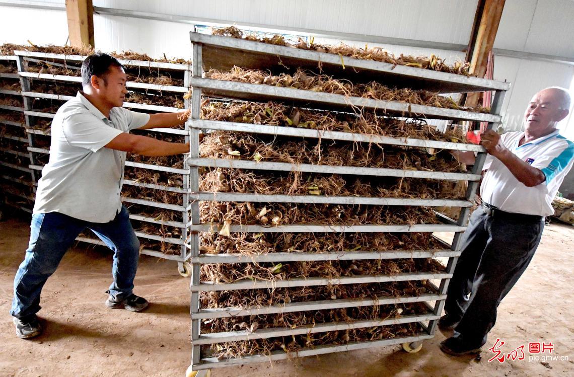 The hometown of medical herbs is fragrant with the smell of Chinese medicine