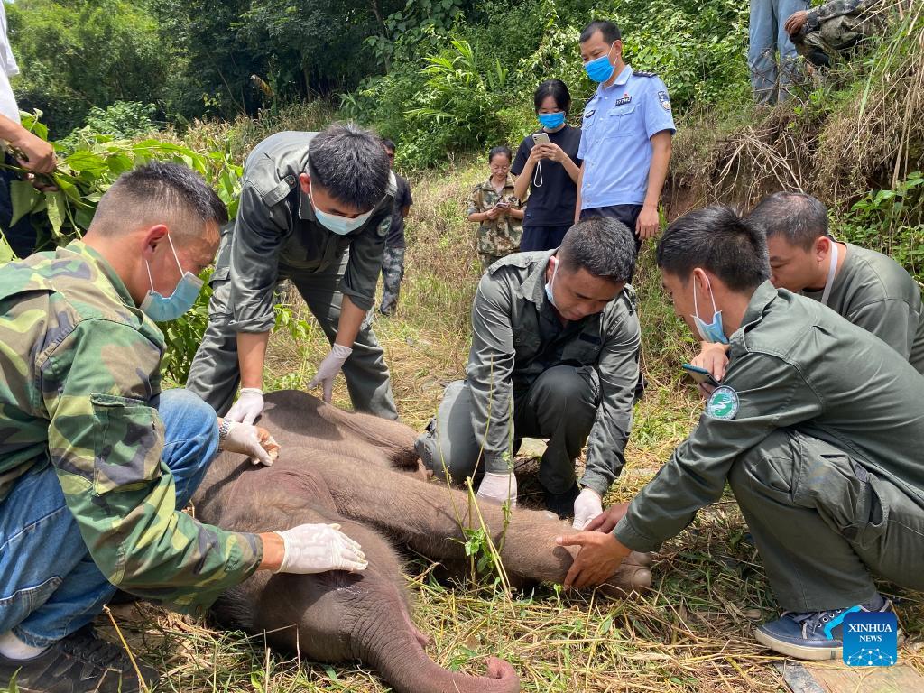 Trapped baby elephant rescued in SW China