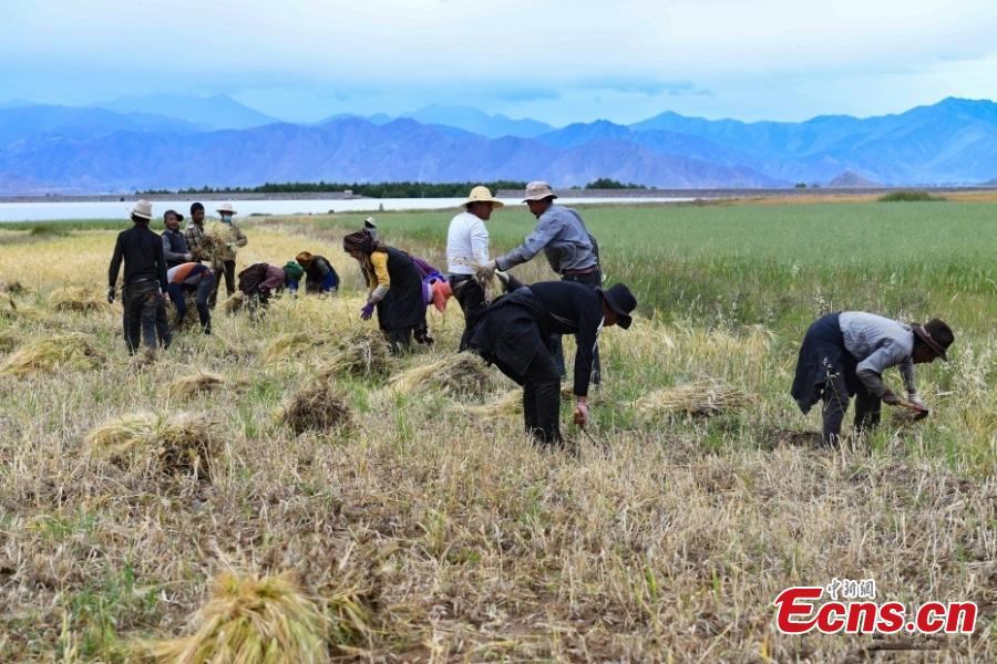 Highland barley harvest season comes in China's Xizang