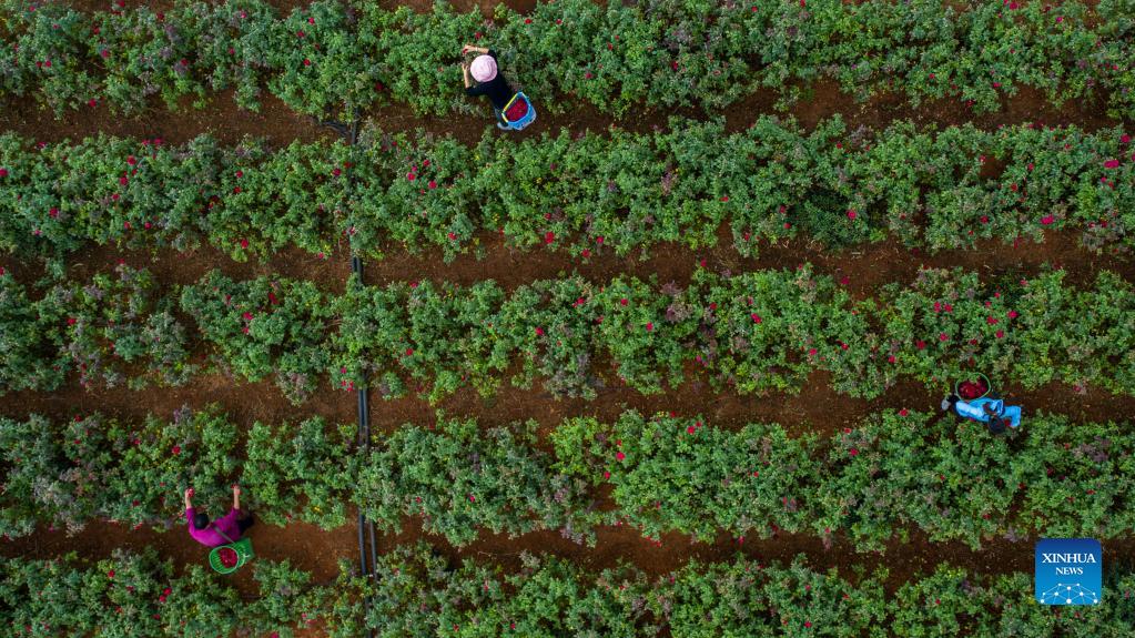 Edible rose industry helps promote local agriculture in Mile, Yunnan