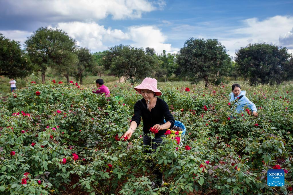 Edible rose industry helps promote local agriculture in Mile, Yunnan