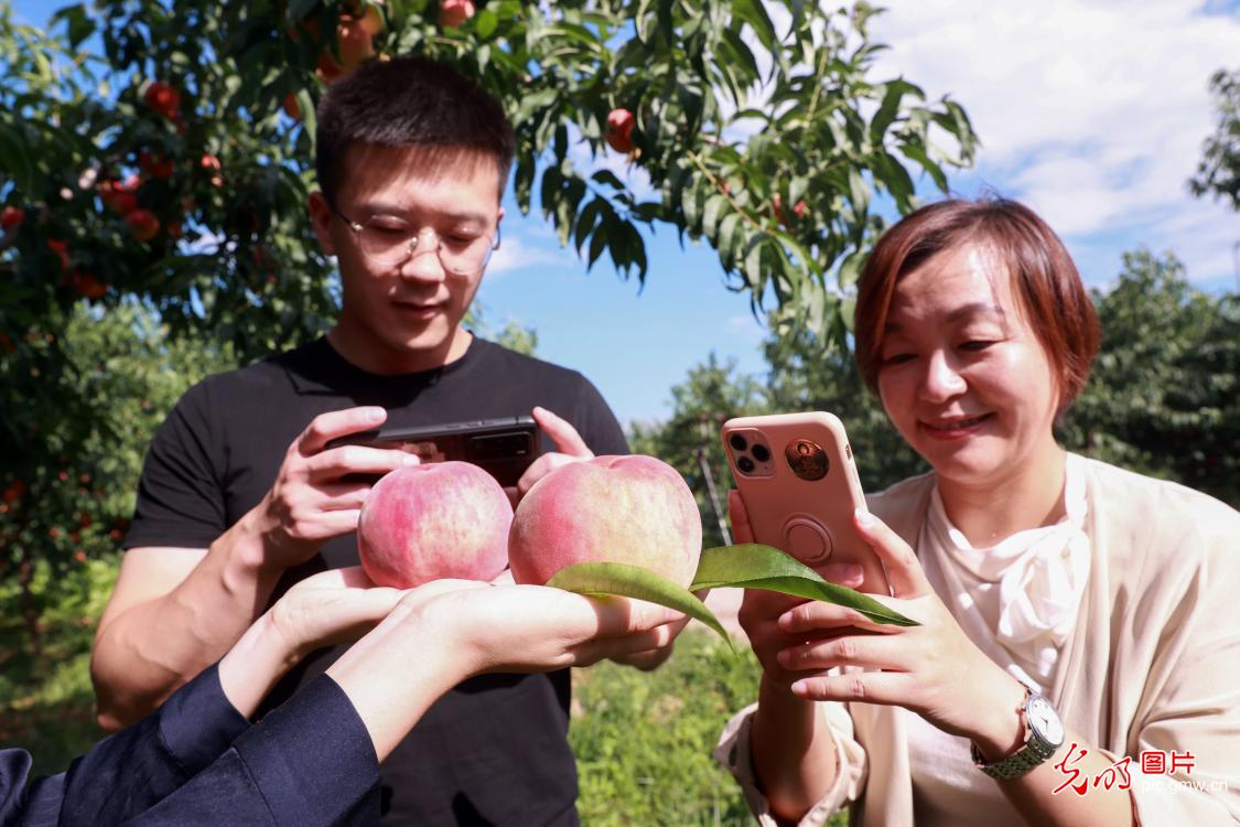 Tourists enjoying picking peaches in Beijing