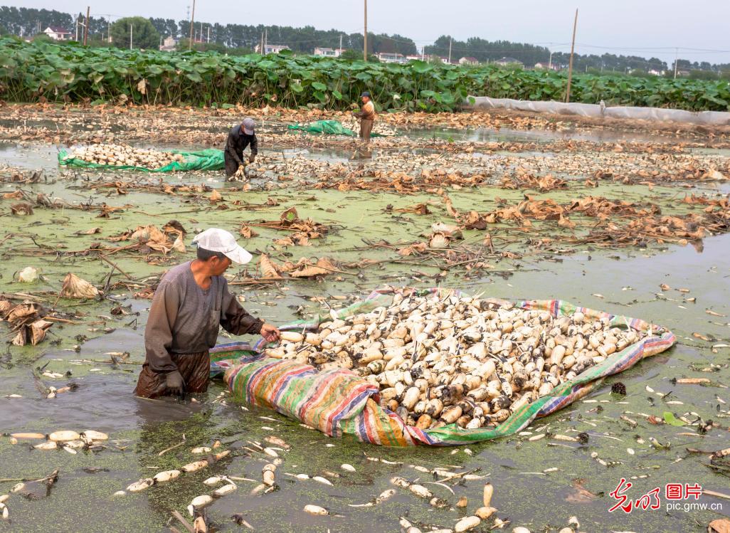 Lotus roots harvested in E China's Jiangsu Province