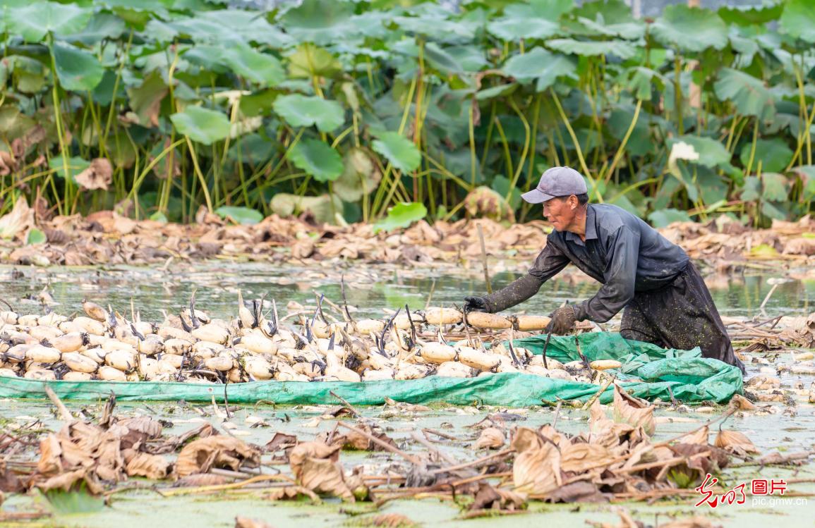Lotus roots harvested in E China's Jiangsu Province