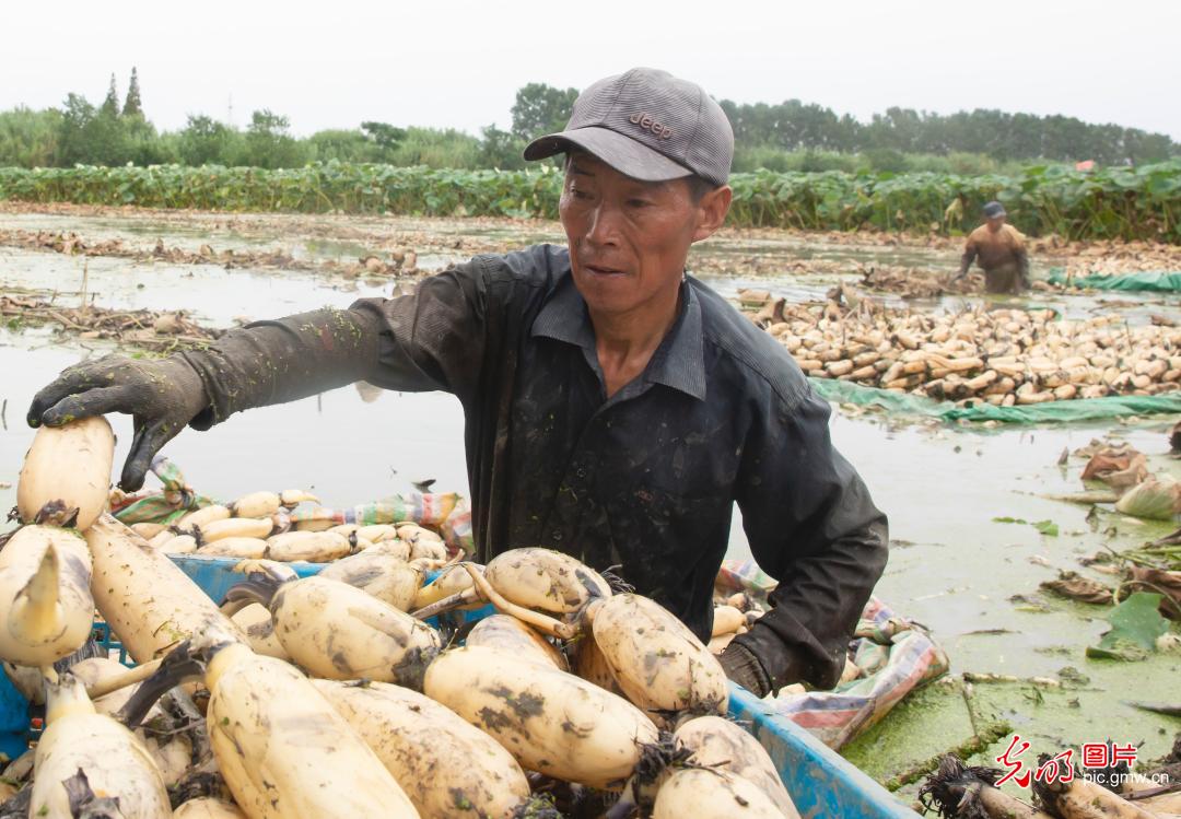 Lotus roots harvested in E China's Jiangsu Province
