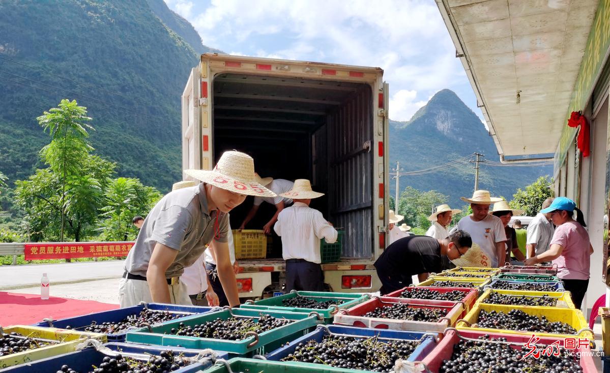 Grapes embracing good harvest in S China's Guangxi Province