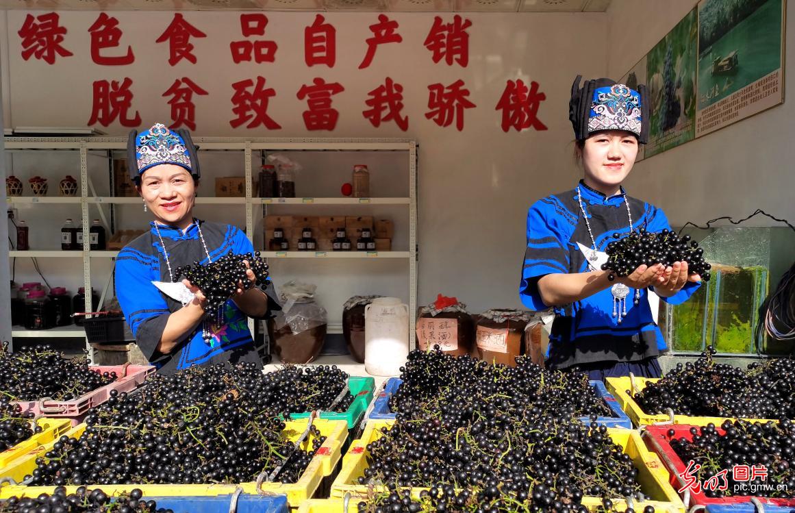 Grapes embracing good harvest in S China's Guangxi Province