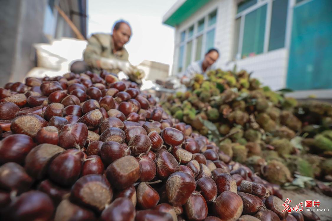 Chestnut industry well developed in N China's Hebei Province