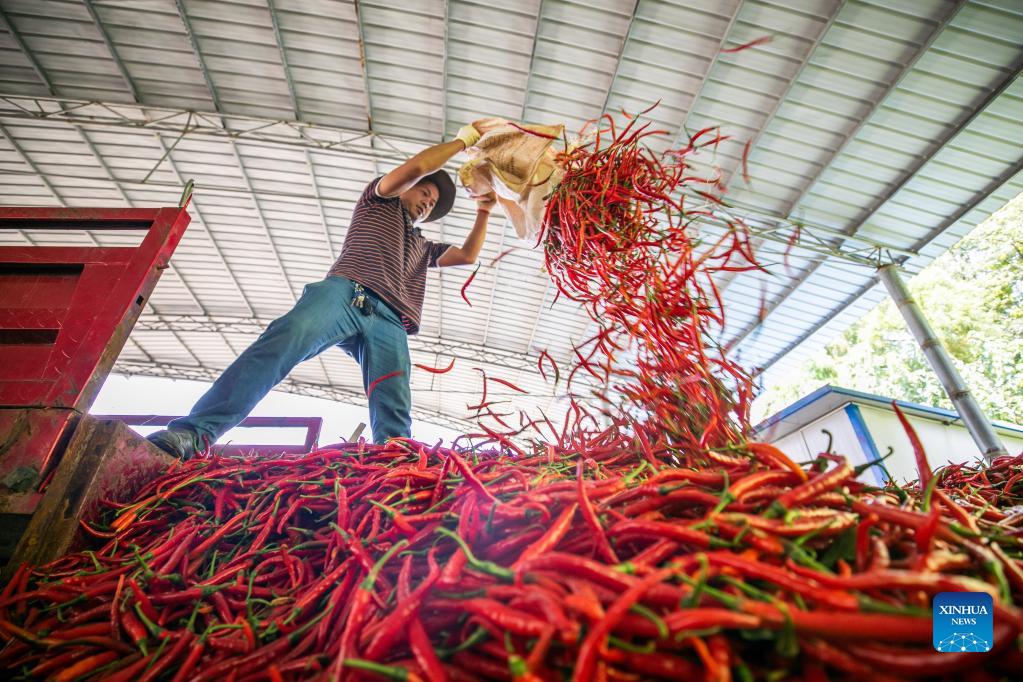 Chili peppers harvested in China's Guizhou