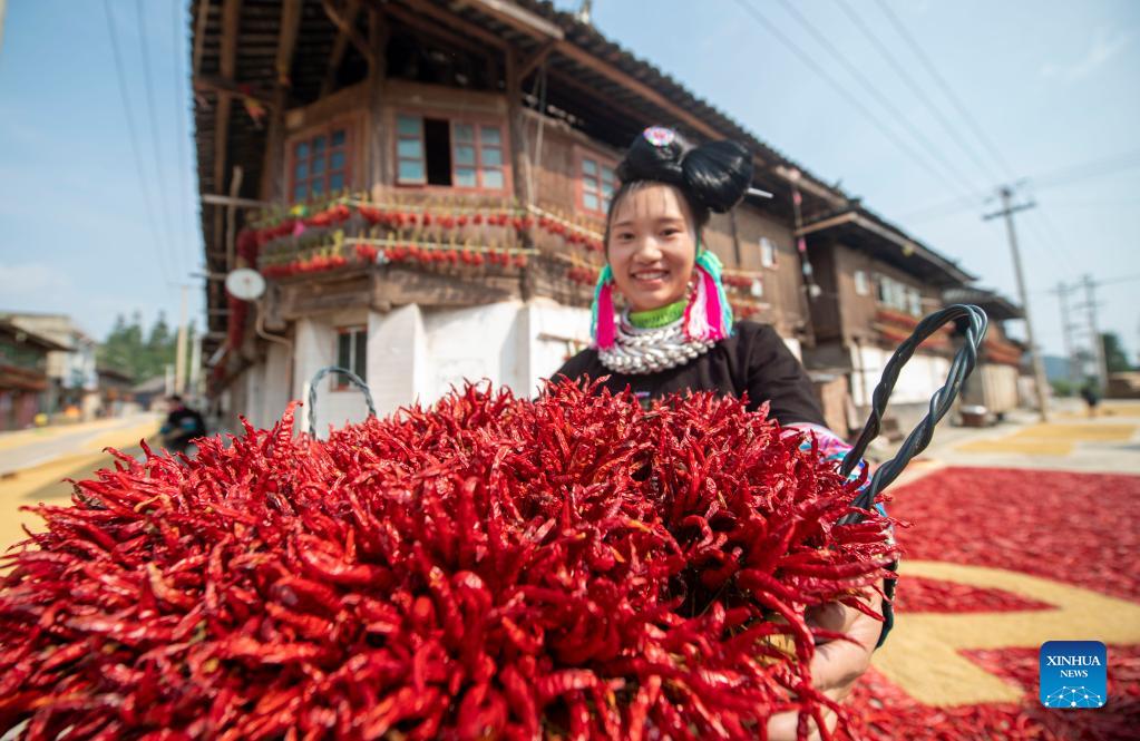Chili peppers harvested in China's Guizhou