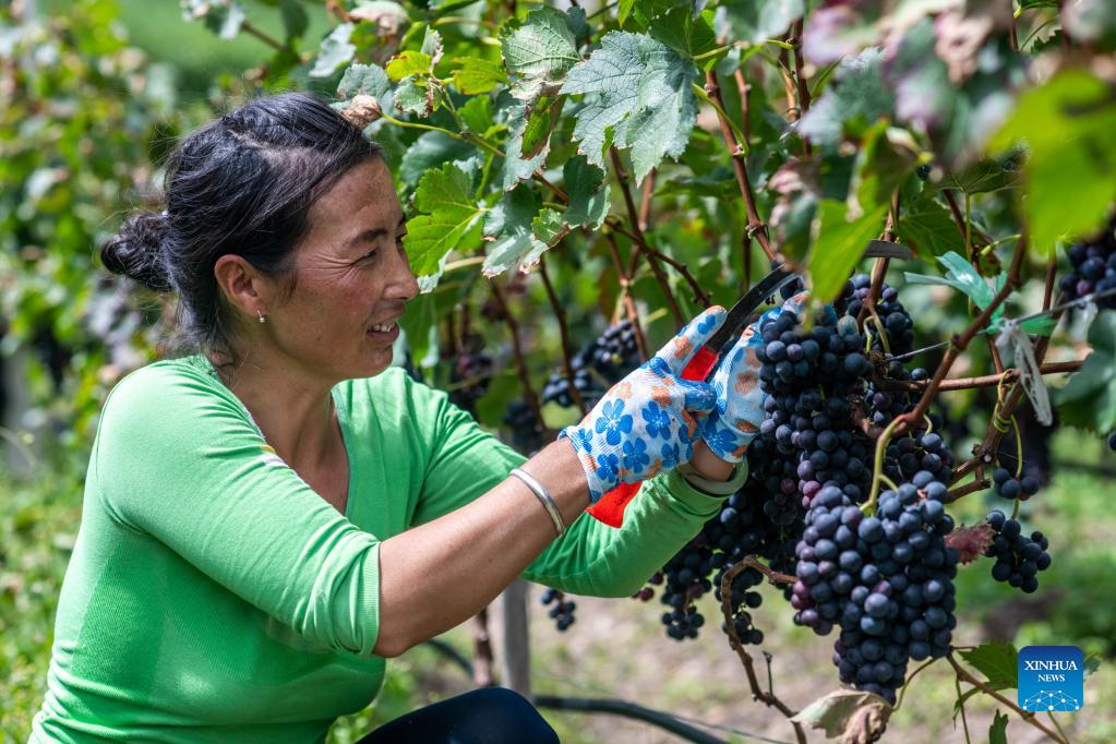 Grape industry boosts local economy in Deqin, China's Yunnan