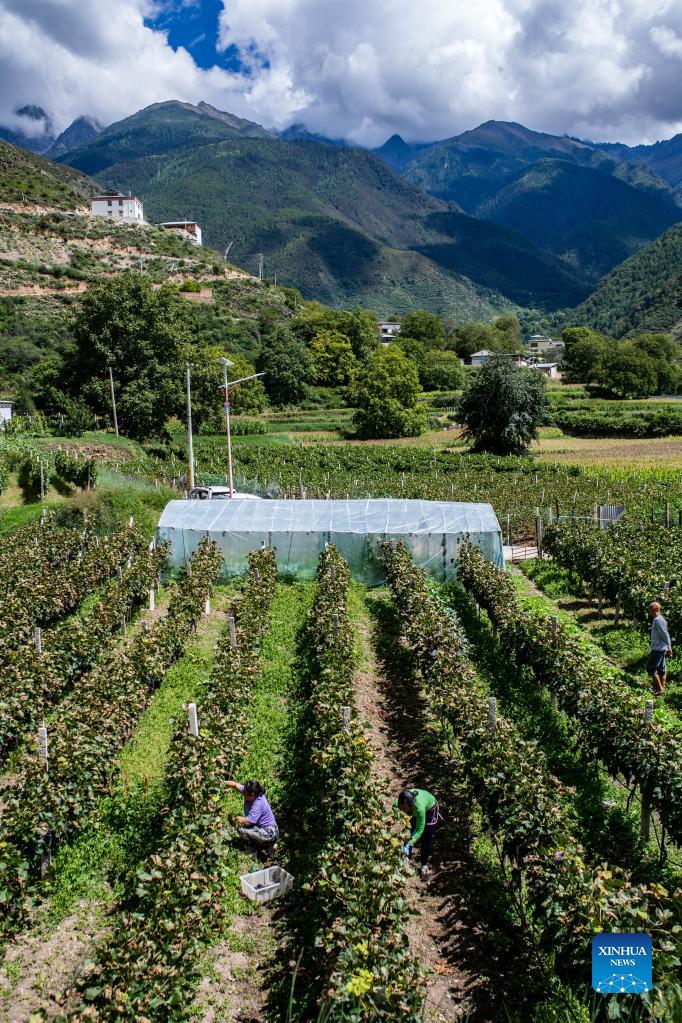 Grape industry boosts local economy in Deqin, China's Yunnan
