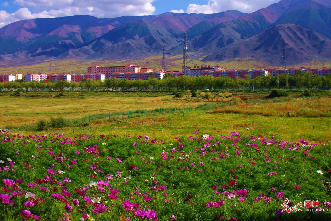 Gaisang flowers blossom at the foot of Tianshan Mountain
