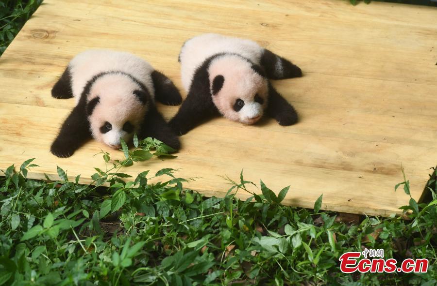 Giant panda twins make public debut in Chongqing