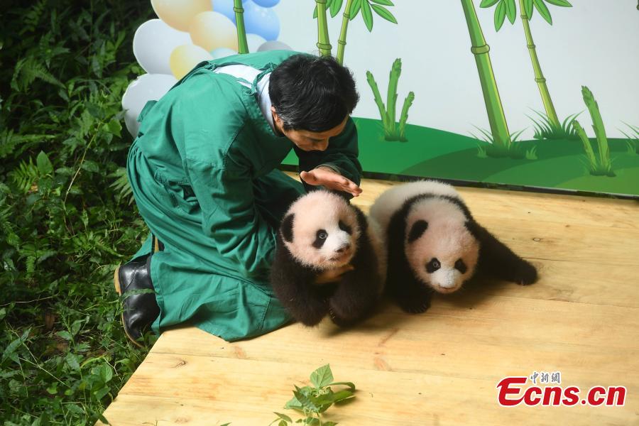Giant panda twins make public debut in Chongqing