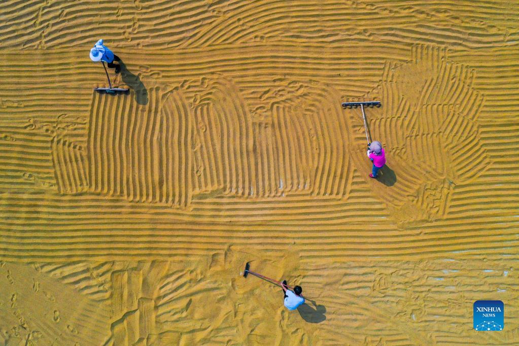 Farmers embrace harvest in Yuncheng City, Shanxi