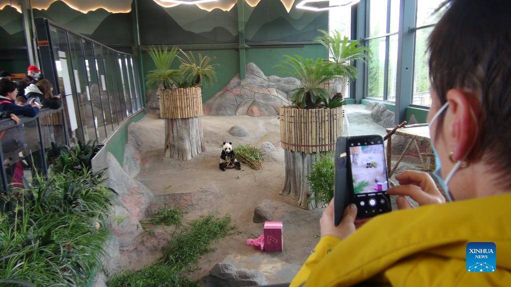 In pics: giant panda Jin Baobao at Ahtari zoo, Finland