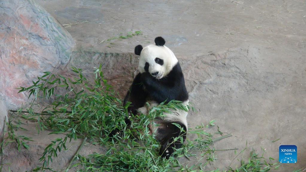 In pics: giant panda Jin Baobao at Ahtari zoo, Finland