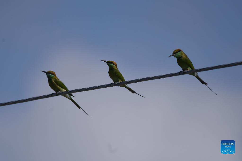 In pics: bee-eaters in India