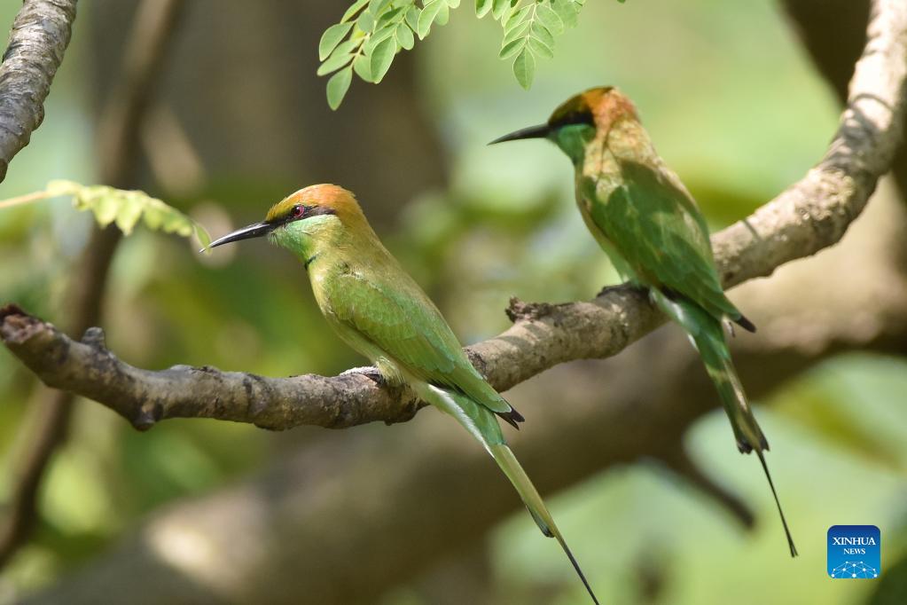 In pics: bee-eaters in India