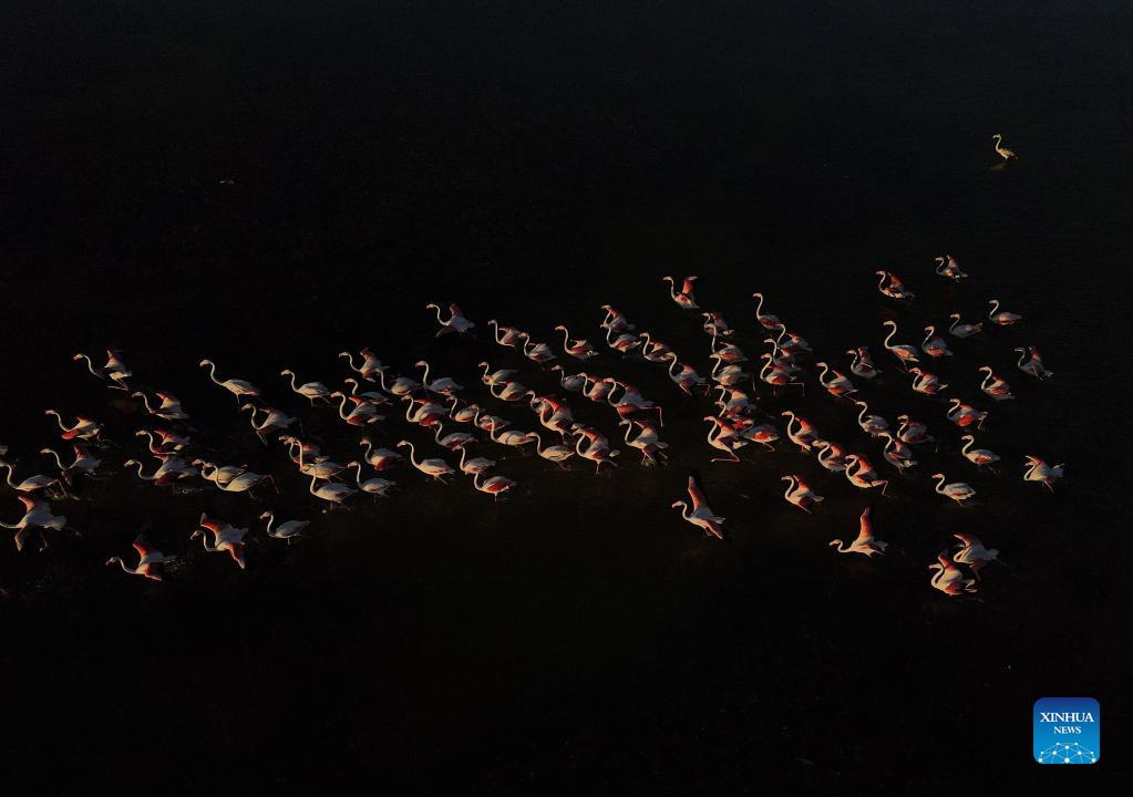 In pics: flamingos in Mogan Lake in Turkey