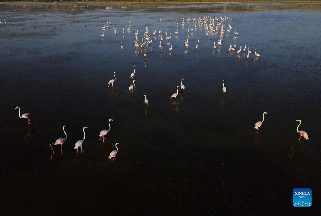 In pics: flamingos in Mogan Lake in Turkey