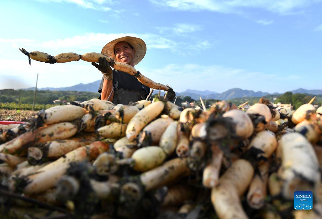 Chinese farmers embrace harvest festival