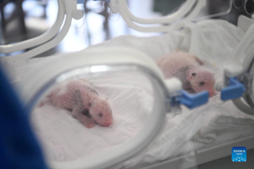 Pigeon pair panda cubs born in China's Chongqing