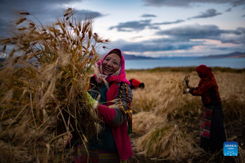 Villagers harvest highland barley at Ombu Township in China's Tibet