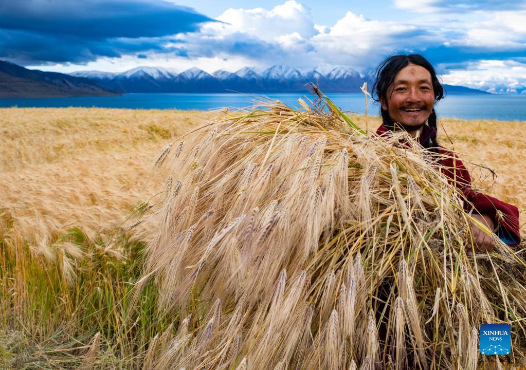 Villagers harvest highland barley at Ombu Township in China's Tibet