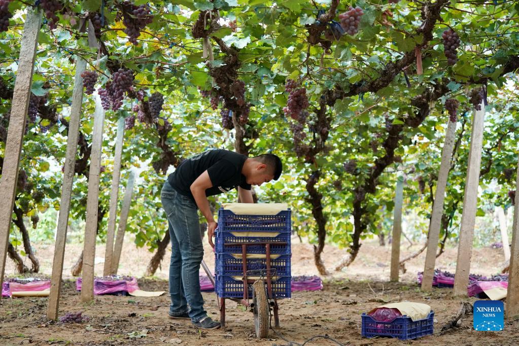 Grapes enter harvest season in Zhuolu County, Hebei
