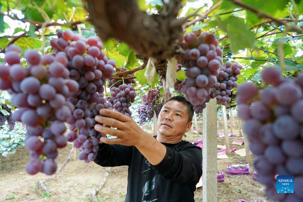 Grapes enter harvest season in Zhuolu County, Hebei
