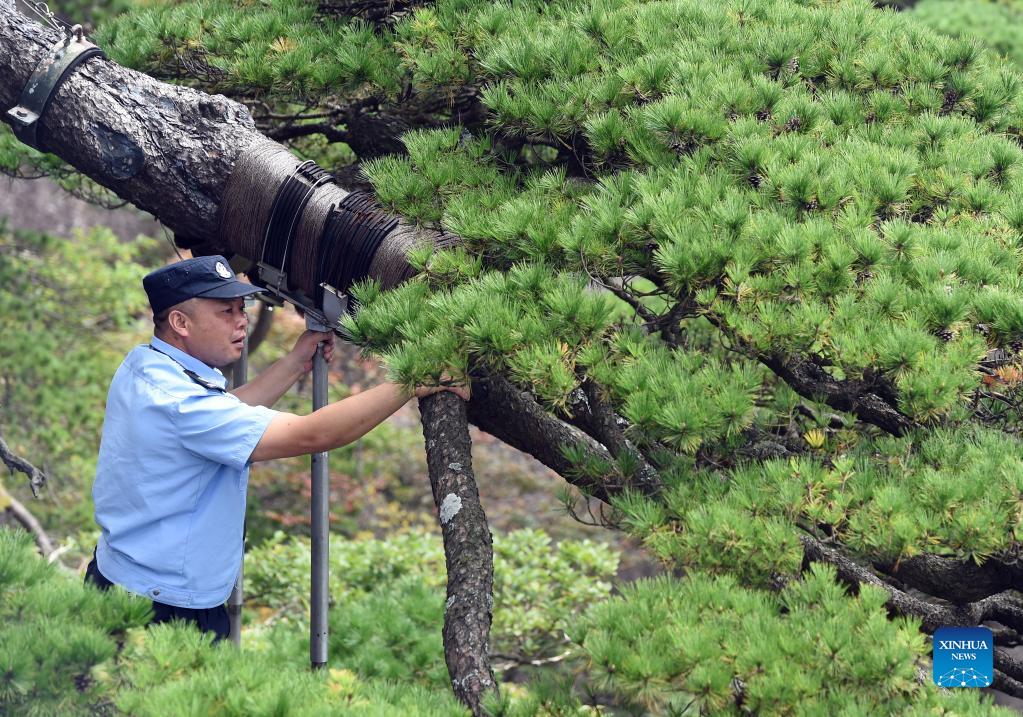 Photo story: guardian of Greeting Pine in Huangshan Mountain