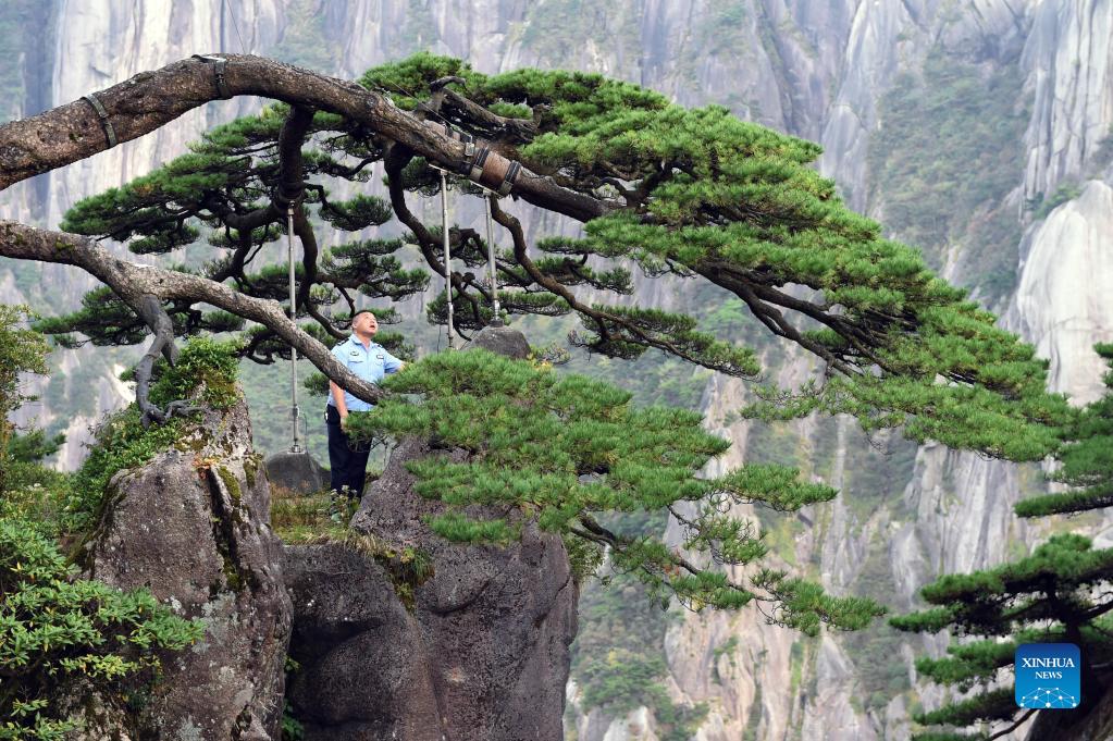 Photo story: guardian of Greeting Pine in Huangshan Mountain