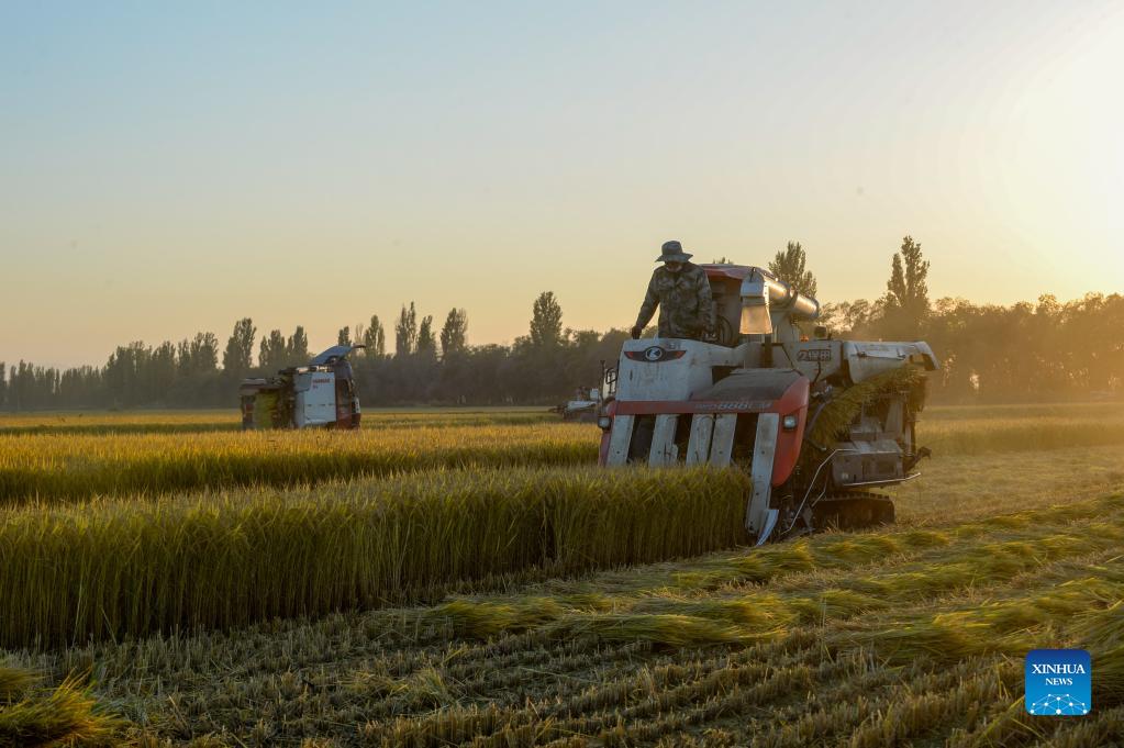 People harvest rice in China's Xinjiang