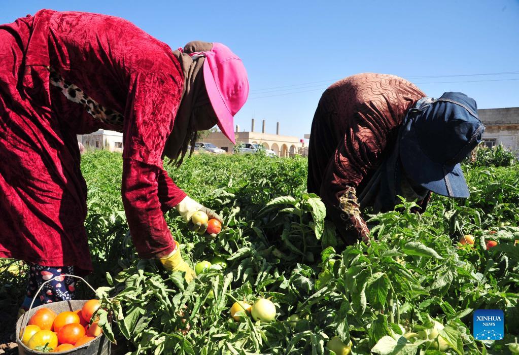 Farmers harvest tomatoes on farmland in countryside of Damascus, Syria